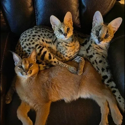 сервал, кошка сервал, порода кошки сервал, африканская кошка сервал, сервал экзотическая кошка