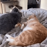 кот, кошки, котики, кот собака, спящий котик