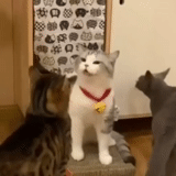 кот, кошка, кот кот, животные, домашние животные