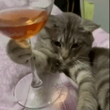 kucing, kucing, kucing itu anggur, anggur kucing, cat alcoholic