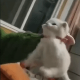 a cat, funny cats, funny cats, the animals are cute, dancing cat meme