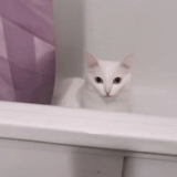 kucing, kucing, kucing, kucing, kucing putih