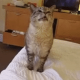 cat, cat, a sneezing cat, fart cat, funny seal