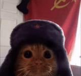 cat, the public, soviet cat, yegor letov, soviet earmuff dog