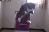 kucing, kucing, gif kucing, kucing lucu, kucing melompat keluar dari kotak