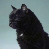 kucing, kucing, kucing hitam, kucing hitam, anak kucing hitam