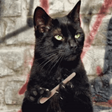 gato, gato, gato negro, gato negro, gato de archivo de mano