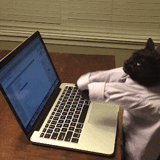 cats, félins, phoques, ordinateurs, le chat frappe sur le clavier