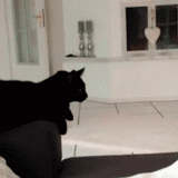 cats, cats, chatons, le chat noir, hilarant cat