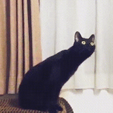 cat, cat, black cat, black cat, an elongated cat