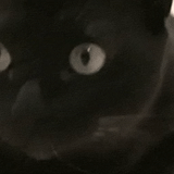 gatto, gatto, gatto nero, gatti divertenti, occhi sporgenti di gatto nero