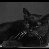 gato negro, gato negro, gato negro, black cat gif, hermoso gato negro
