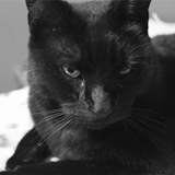 кот, черный кот, котик черный, чёрная кошка, однотонная черная кошка