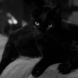 le chat noir, chat noir, chat noir, chat noir, le chat noir est beau