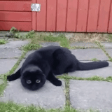 кот, кошки, черный кот, кошка черная, животные приколы