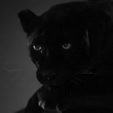 cats, le chat noir, jaguar noir, panthère noire, panthère noire sur fond noir