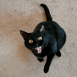 кошка, черный кот, чёрная кошка, бомбейская кошка, шипящая черная кошка