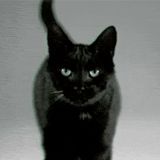 le chat noir, le chat noir, le chat noir, chaton noir, beau chat noir