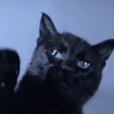 кот, кошка, черный кот, чёрная кошка, кошка чао иван васильевич