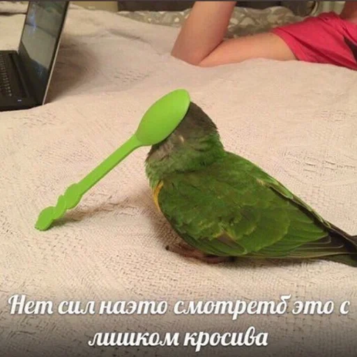 попугай зеленый, ожереловый попугай, ожереловый попугай размер, ожереловый попугай зеленый, александрийский ожереловый попугай