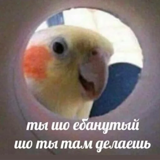 попугай мем, мем отдаем попугаем, попугай мем надписью, мемы попугаями без надписей