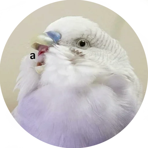 твиттер, я орал меня ловили, волнистый попугай чех, белый волнистый попугай, феминистка мем triggered