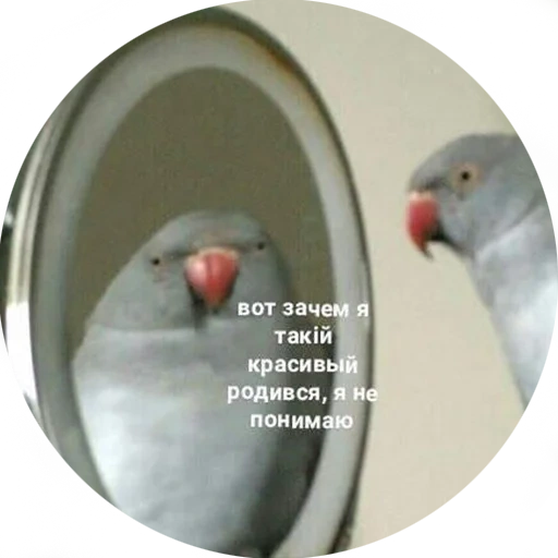 попугай зеркале, попугай зеркале мем, попугай зеркало мемы, мем попугаем зеркалом, попугай смотрит зеркало