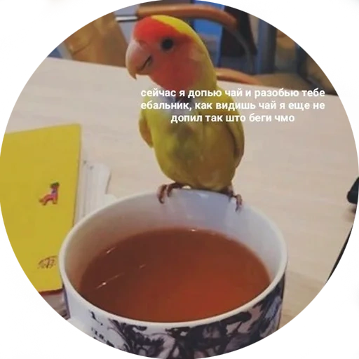 попугай чаем, умный попугай, попугай смешной, говорящий попугай, попугаи неразлучники