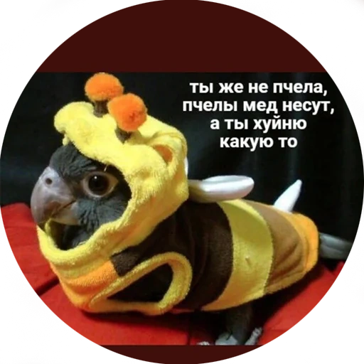нет, мопс шмель, бульдог пчела, я орал меня ловили мем, ты же не пчела пчёлы мёд несут а ты
