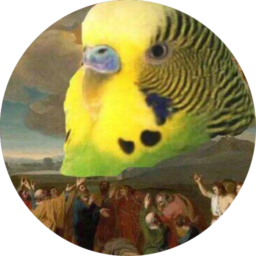 попугай самка, попугай волнистый, волнистый попугайчик, попугай волнистый зеленый, волнистый попугайчик компаньон