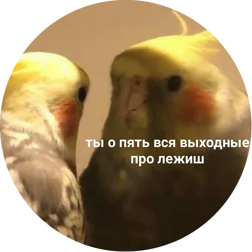 попугай мем, корелла попугай, попугай зеркалом мем, попугай зеркало мемы, пикчи попугаями надписями