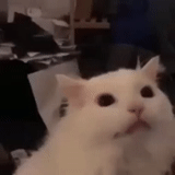 cat, cat meme, a screaming cat, white cat meme, disgruntled white cat