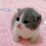 cat, cat, seal, cute kittens, a charming kitten