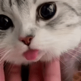 cat, seal, animals are cute, the cat stuck out its tongue, disgruntled kittens