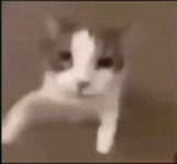 gatto, gatti, lungskull, gatti carini, il gatto bacia la telecamera