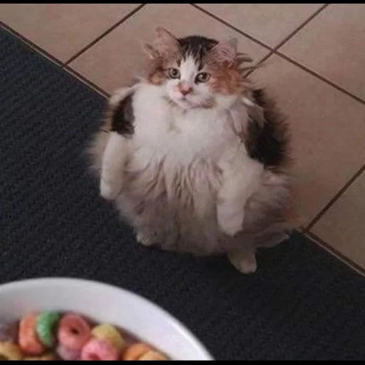 cat, cat, cat, loops cat, fat cat