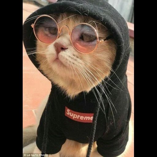 chats, chat, chat chat, chat cool, chat de lunettes noires