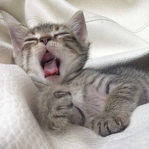 un chat, chat du matin, chat de bâillement, chat de bâillement, les chats mignons bâillent