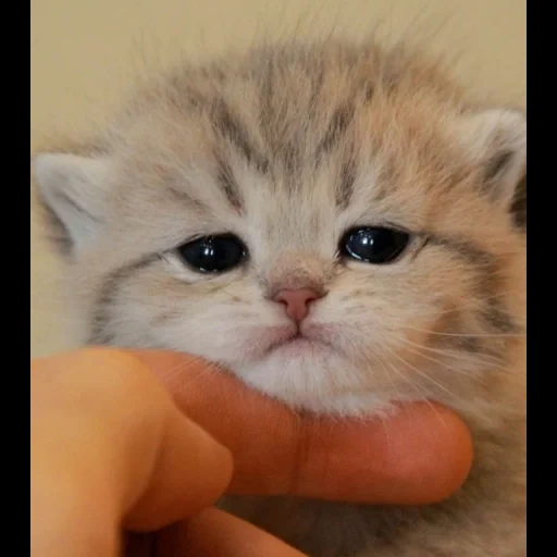 cat, a cat, the animals are cute, animal cats, the kitten is sad