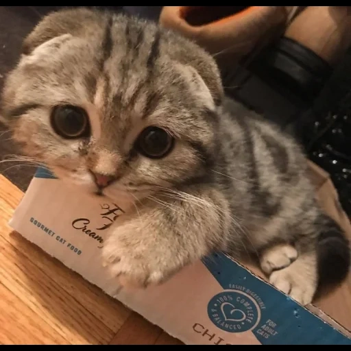 les animaux sont mignons, chat écossais, chaton vyslowry, scottish fold vysloukhi, cat de la couchette écossaise