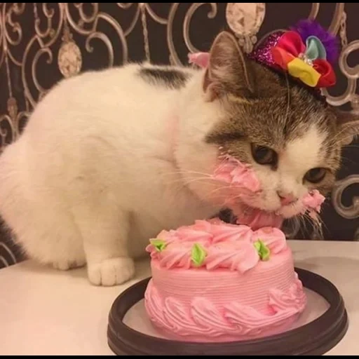 katze, kuchenkatze, kuchenkatze, die katze isst einen kuchen, das kätzchen isst einen kuchen