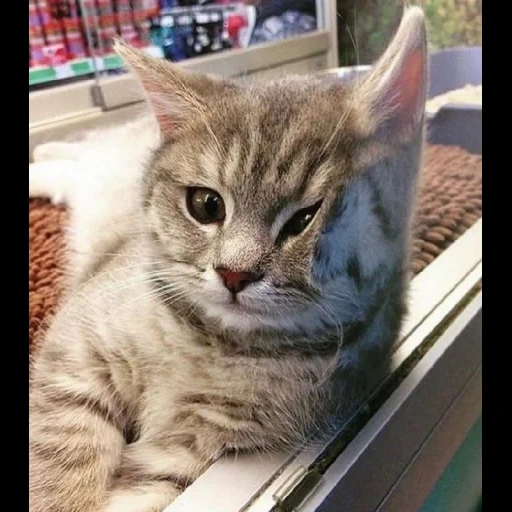 gato, el gato es divertido, gatos graciosos, los gatos son divertidos, el gato se metió en