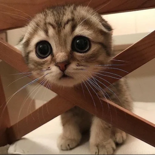 cute cat, cute cats, a questioning cat, funny cute cats, cute cats to tears