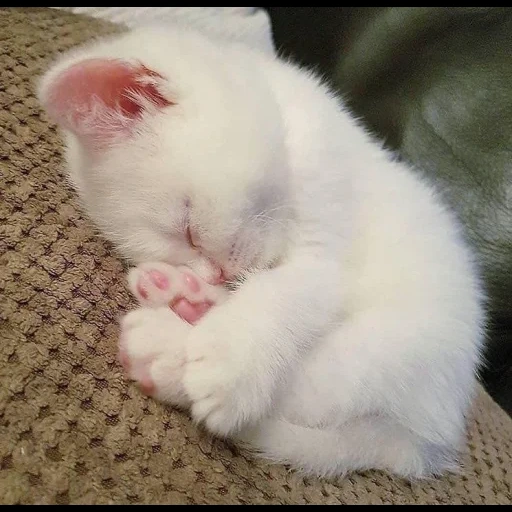 kucing lucu, anak kucing itu putih, kucing lucu berwarna putih, kucing itu lucu lucu, anak kucing putih tidur