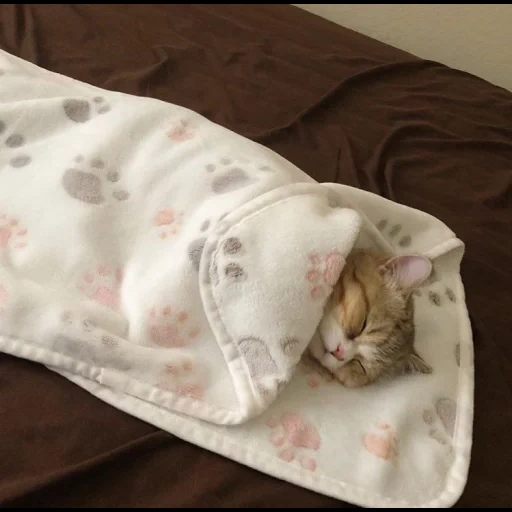 кот, котик, сонный кот, кошки милые, кошка одеяле