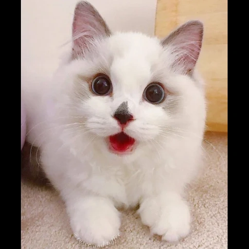gato, gato, gatos lindos, gato blanco, gatos lindos