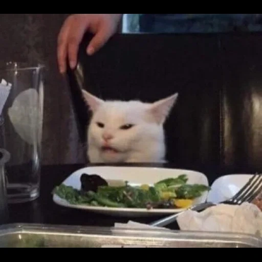 cat meme, cats memes, the cat is at the table, the cat asks for food meme, meme cat at the table