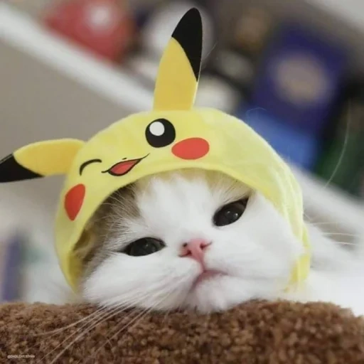 pikachu, cat pikachu, nyashny cats, pikachu van lave, gatos fofos são engraçados