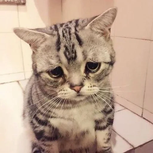 the cat is sad, sad cat, sad cat, a very sad cat, the most sad cat