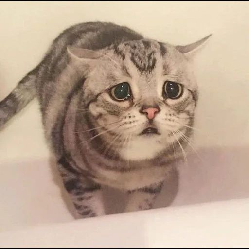 der kater, die katze ist traurig, traurige katze, traurige katze, ein trauriges kätzchen